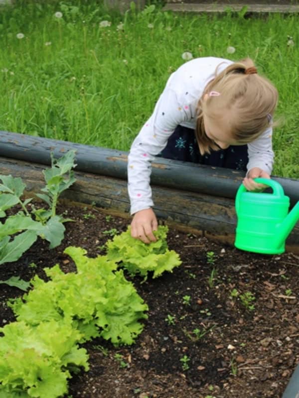 Auf dem Bild ist ein kleines Mädchen mit einer Gießkanne in der Hand zu sehen, die vor einem Salatbeet sitzt