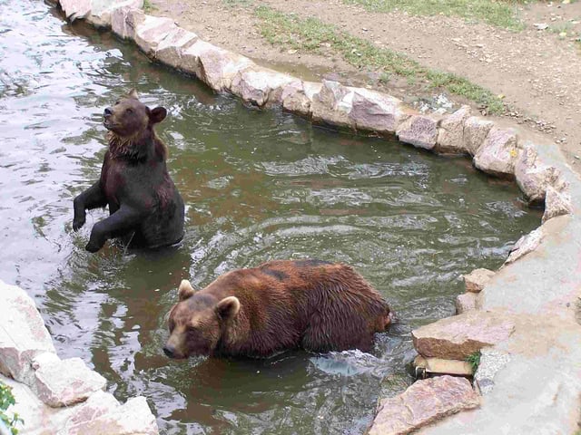 Auf dem Bild sind 2 Braunbären im Wasser zu sehen